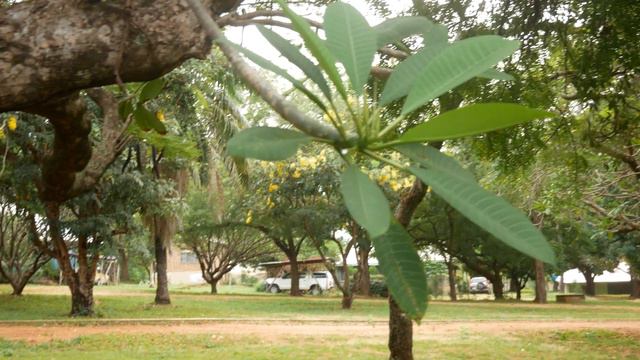 PLUMERIA (Frangipani)- Medicinal & Other Uses| For Ulcer & Intestinal Worm смотреть онлайн