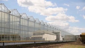 Огурец СВ 4097 ЦВ F1 - новый стандарт качества.