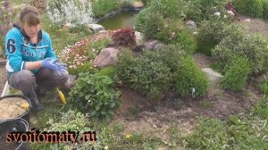 Арабис - выращивание и уход