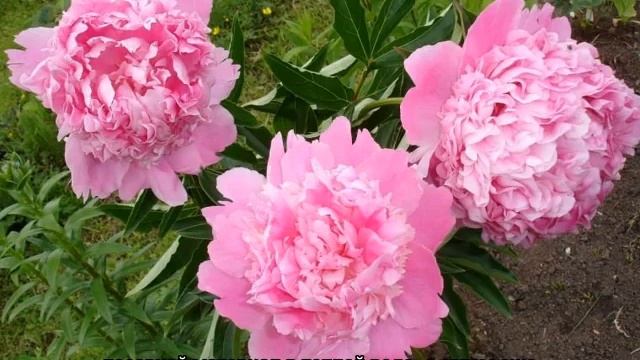 Пион Месье Жюль Эли (Paeonia Monsieur Jules Elie) смотреть онлайн