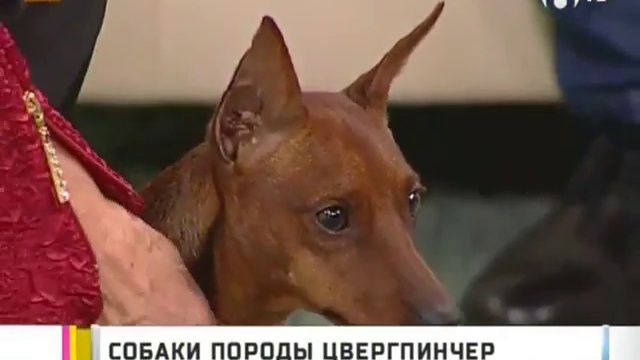 Карликовый пинчер (Цвергпинчер) на телеканале 6ТВ смотреть онлайн