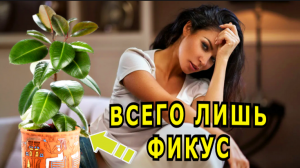 "Всего лишь фикус". Александр Райн.