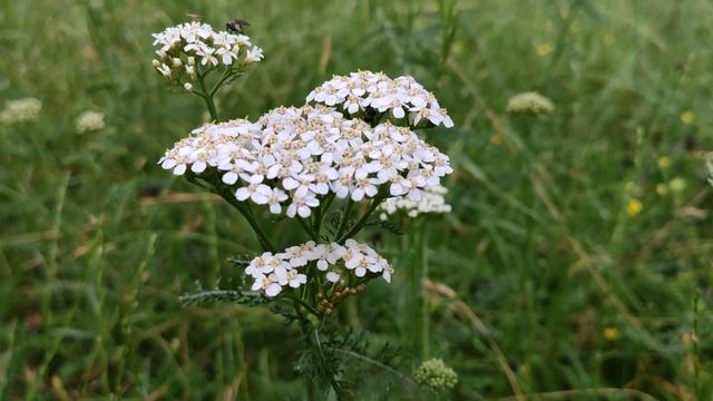 Деревій звичайний - (лат. Achillea millefolium L.) смотреть онлайн