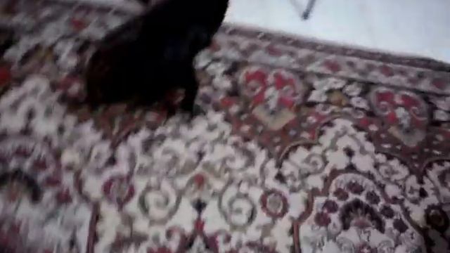 щенок ягдтерьера и веник смотреть онлайн