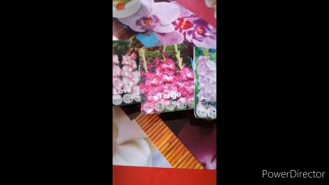 Готовлю Гладиолусы к посадке смотреть онлайн