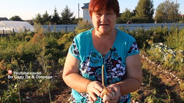 Крупный Чеснок Всегда! Почему? Делюсь Секретом. смотреть онлайн