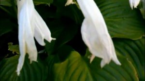 Hosta plantaginea (Royal Standard)