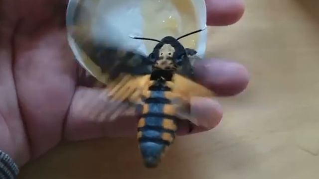 Мёртвая голова или Адамова голова смотреть онлайн