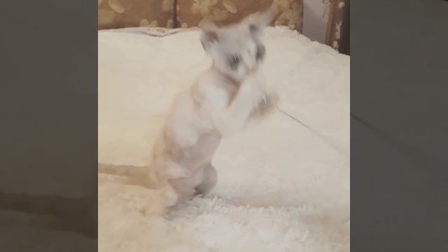 Кудрявые кошки смотреть онлайн