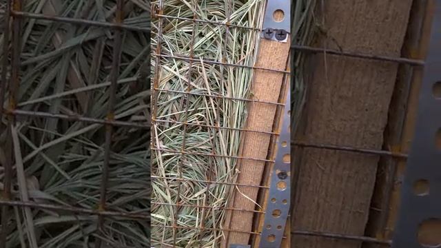 Обзор маленьких крольчат))))чем кормлю и как содержу. смотреть онлайн