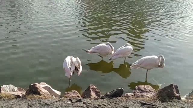 Как спят фламинго на одной ноге смотреть онлайн