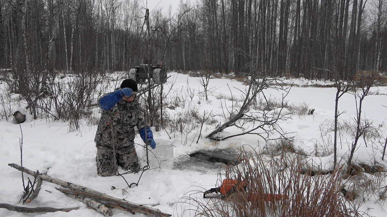 Охота на бобра #24.1 castor fiber Установка капканов смотреть онлайн