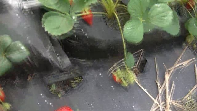 Пробую Фриго ,урожай через 45 дней смотреть онлайн