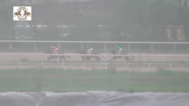 9.05.2021 - 9 Скачка на кобылах 3-х лет чистокровной верховой породы - Ихея