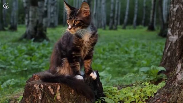 Видео котенка мейн кун черный мрамор с белым Sherlock в 3,5 месяца www.coonplanet.ru смотреть онлайн