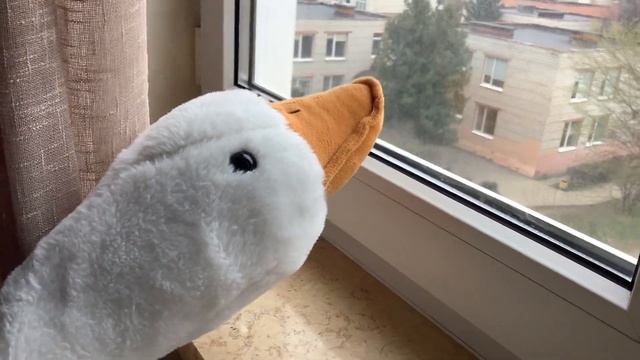 Розовый гусь,смотрит в окно. И хочет понять: ”Почему так темно?” смотреть онлайн