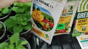 Черенкование Калибрахоа. Как укоренить черенок.Уход для роста. Формировка для красивого куста.