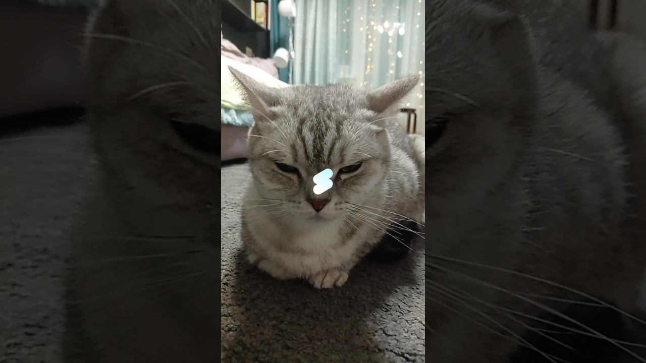 Милый котик #shorts смотреть онлайн