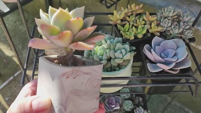Обзор одной из полочек с суккулентами смотреть онлайн