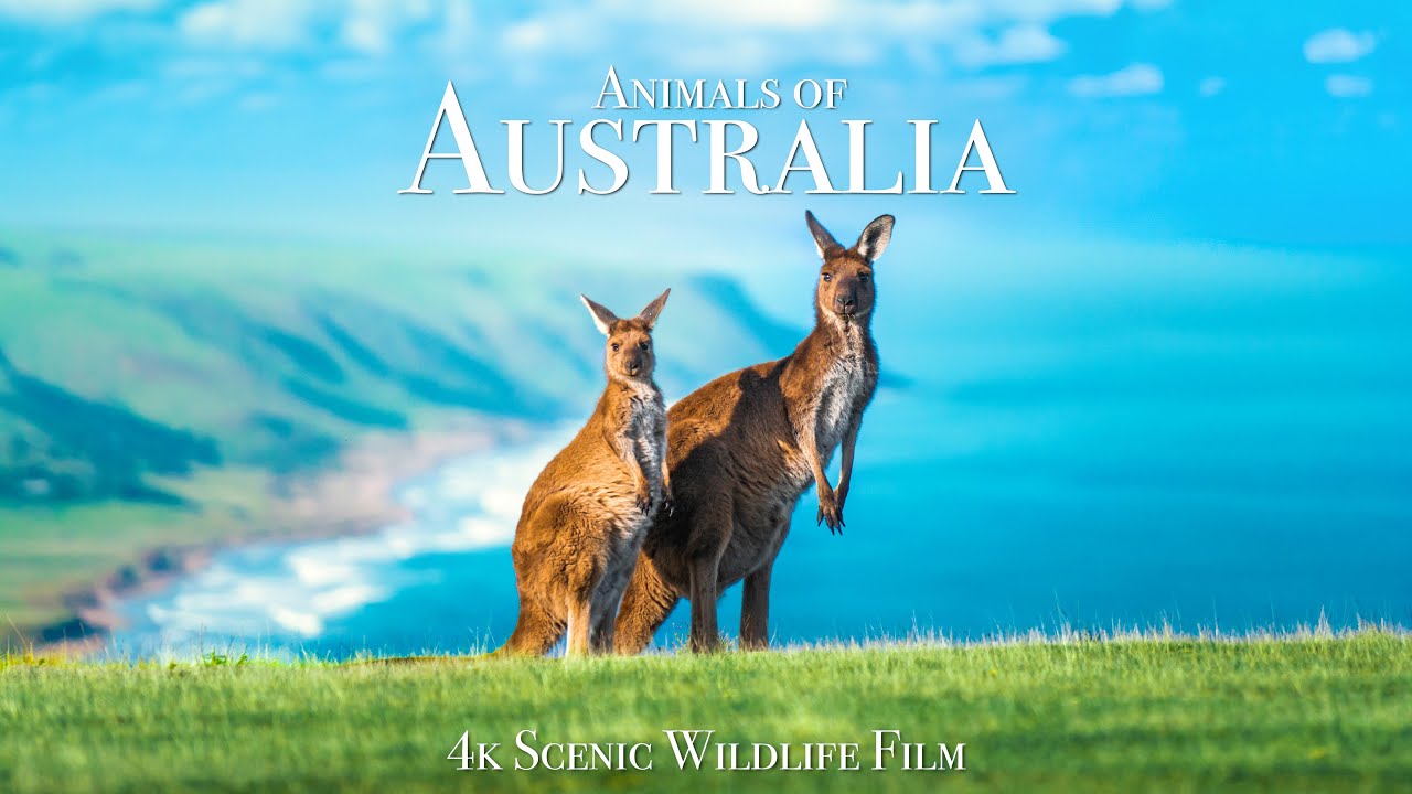 Животные Австралии В 4К Релакс Фильм
Animals of Australia 4K - Scenic Wildlife Film смотреть онлайн
