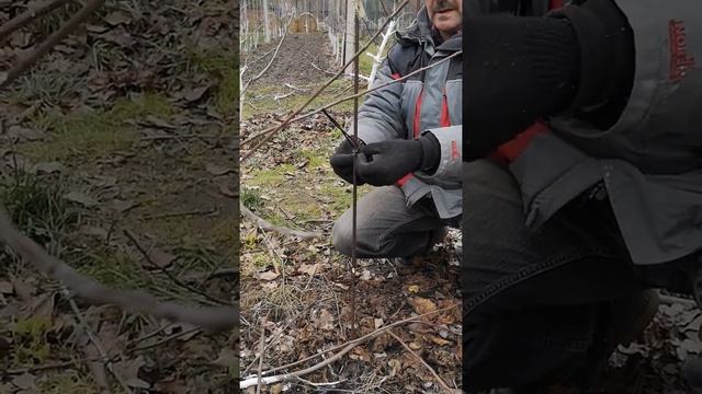 Обрезка яблони, по типу Веретено, периодическая замена базовых ветвей смотреть онлайн