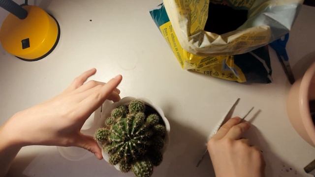 Как посадить кактус из отростка смотреть онлайн