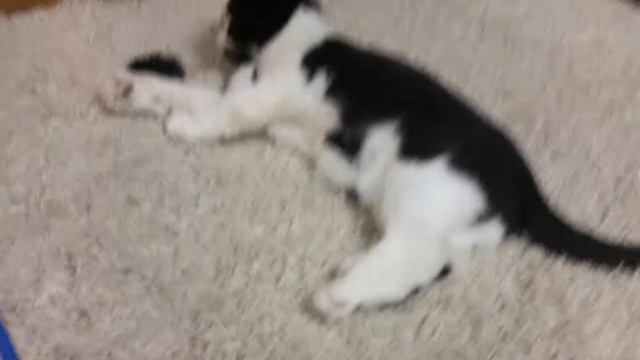 Экзот играет),exoticcat,exoticshorthair play смотреть онлайн