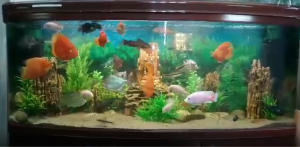 Аквариум на 500 литров с цихлидами.