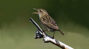 Голоса птиц Как поёт Сверчок обыкновенный Locustella naevia.mp4