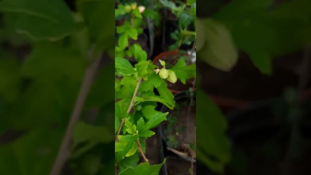 Гибискус,цветущие кустарники смотреть онлайн