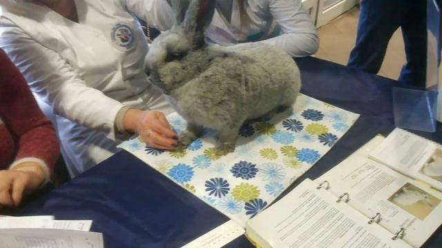 Оценка кролика породы Большое Светлое Серебро БСС эксперт Даце Каула. МИНСК 2019 смотреть онлайн