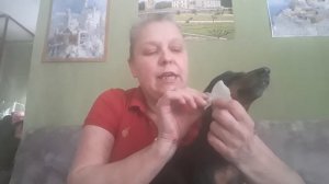 Кладём уши цвергпинчеру