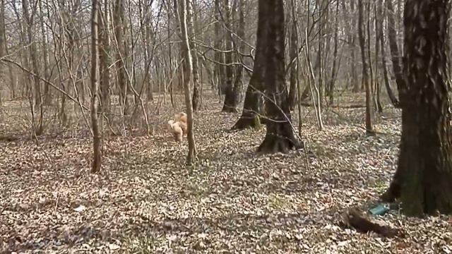 шуршали пудели в весеннем лесу :) смотреть онлайн