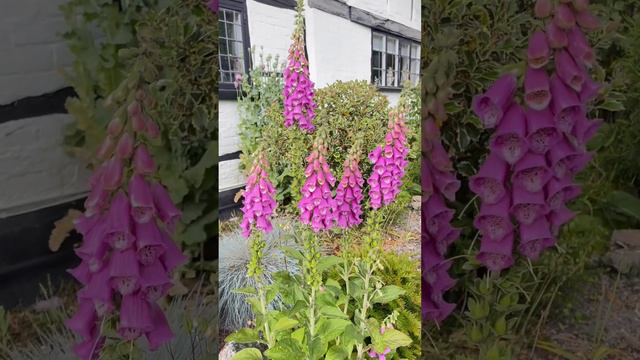 Необычные колокольчики) кто знает название этих цветов?