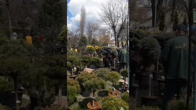 "Ваш сад", латынь, саженцы и поиск мягкого дерева смотреть онлайн