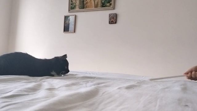 сегодня у бабушки я хотела сильно котёнка и мы купили