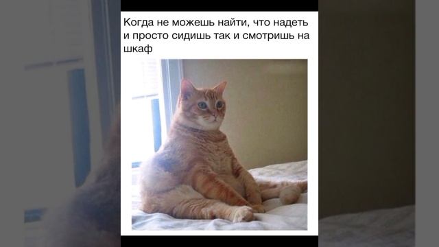 При такой зарплате, сбежит даже арбуз #мем Смешные Котики картинки с надписями #приколы с озвучкой смотреть онлайн