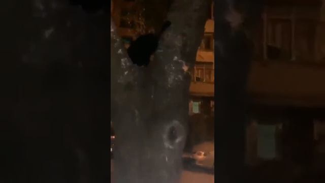 хэллоуинская приключение чёрная кошка нам дорогу перебежала что будет?! 🐱 смотреть онлайн