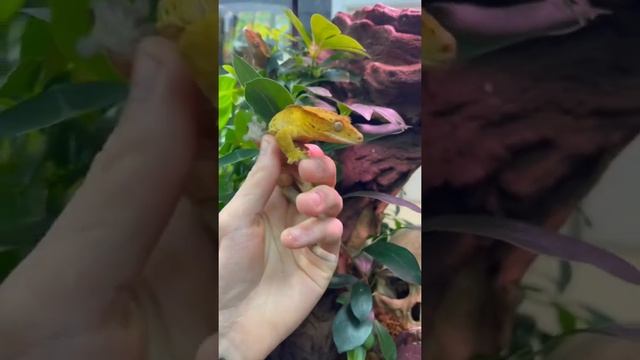 Мои КОЖАНЫЕ ЯЙЦА от змеи) смотреть онлайн