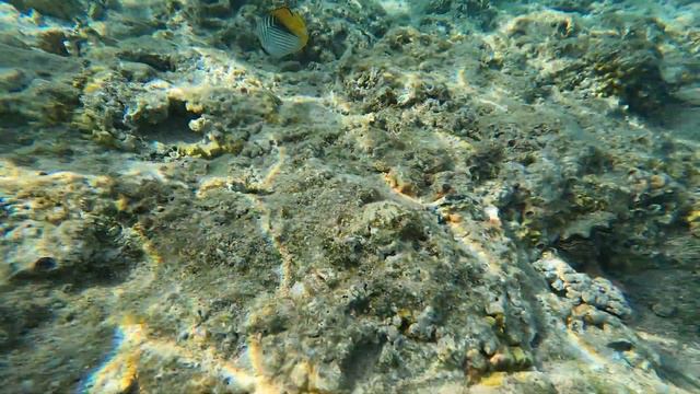 Movenpick Resort Naama Bay. Scuba Diving & Snorkeling
