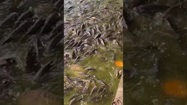 《鱼的自由》 смотреть онлайн