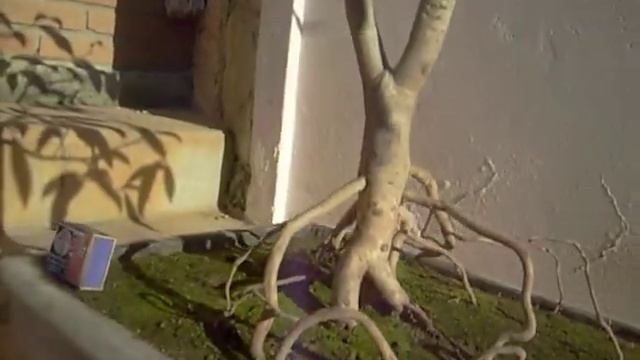 Bonsai de Jamelão (Syzygium cordatum) смотреть онлайн