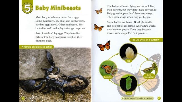 (Oxford RnD - Level 3) Amazing Minibeasts