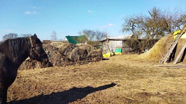 ЖЕРЕБЕЦ СУЛТАН И КОБЫЛА ЛАСТОЧКА СЛУЧКА смотреть онлайн