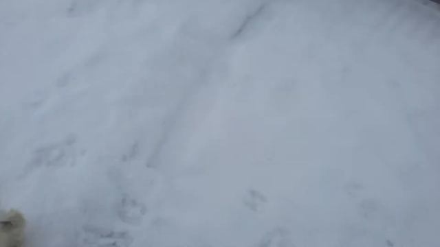 Обзор хозяйства 23.02.2017. Коза Алёнка. Что это молозиво? смотреть онлайн