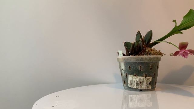 Lycaste brevispatha, Masdevallia xanthina, Masdevallia glandulosa 'Lucke' x Masd. sanctae-inesae смотреть онлайн