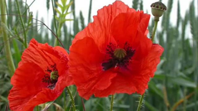 Петлюра   не хотел умирать