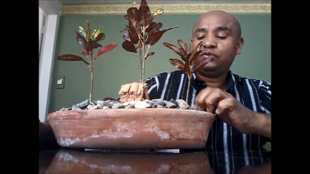 MINI BOSQUE CROTOS смотреть онлайн