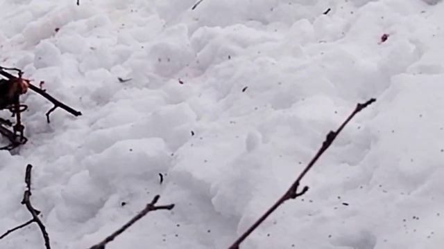 Охота на лис с капканоми. смотреть онлайн