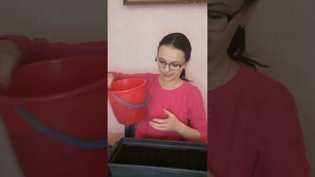 Сев Виолы, самого нежного и красивого цветочка!)